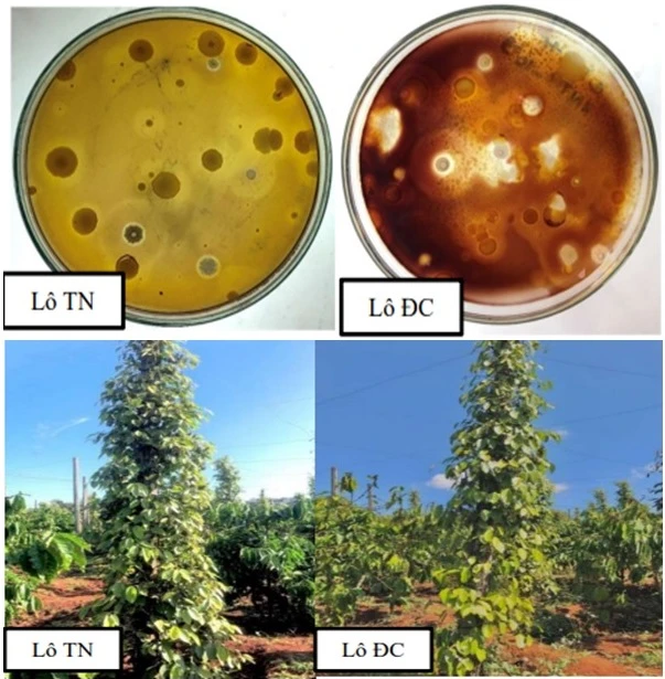 Lô thử nghiệm và lô đối chứng khi sử dụng phân bón vi sinh vật của nhóm nghiên cứu.