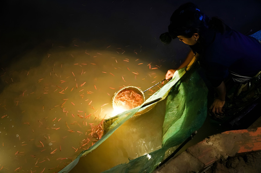 Người dân xã Châu Nhân, huyện Hưng Nguyên (Nghệ An) đi vớt rươi.