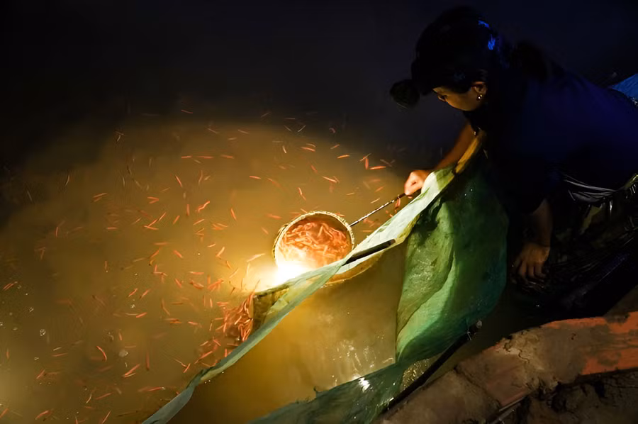 Người dân xã Châu Nhân, huyện Hưng Nguyên (Nghệ An) đi vớt rươi.