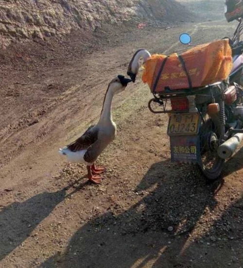 Đôi ngỗng hôn vĩnh biệt nhau trước khi "lên thớt"