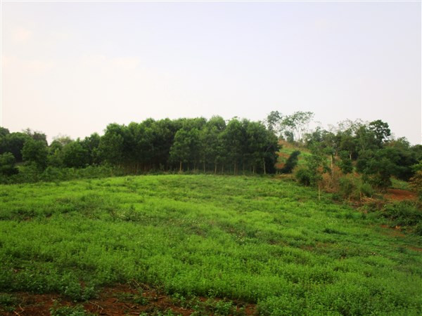 Diện tích đất trong khu vực bị thu hồi để xây dựng Nhà máy điện Năng lượng mặt trời vẫn đang bỏ hoang.