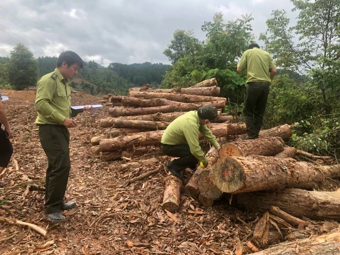 Lực lượng kiểm lâm tiến hành kiểm tra lâm sản bị chặt phá.