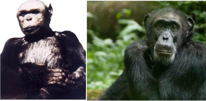 Oliver (trái) và một con tinh tinh phổ biến.