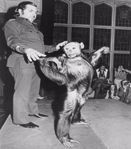 Biểu diễn trong rạp xiếc.