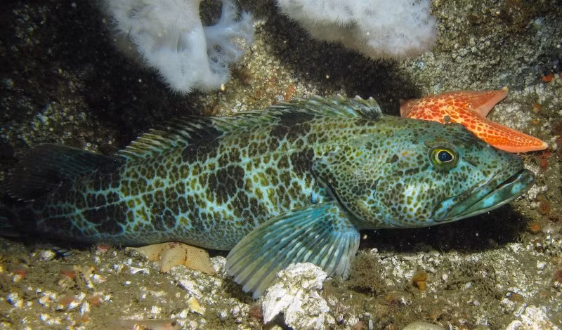 Răng của cá mú bông luôn sáng bóng, chắc khỏe.