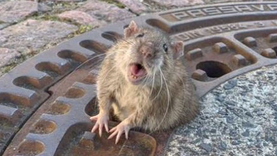 Chú chuột rotund bị mắc kẹt vì quá béo.