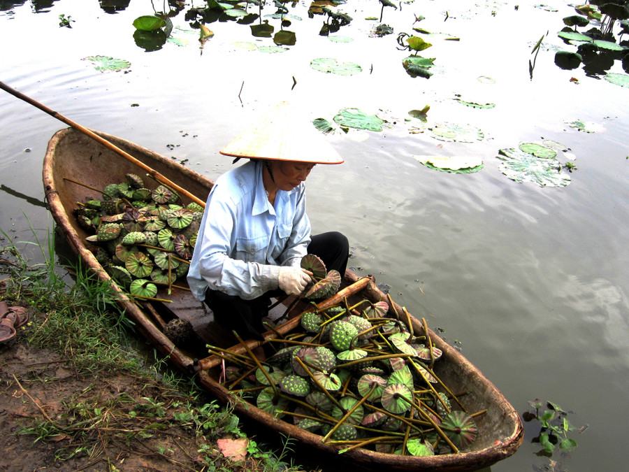 Đài sen già được thu hái về tách hạt, phơi khô.