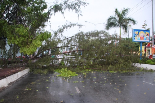 Cây cổ thụ bỗng bật gốc ngã ngang đường, nhiều người hú vía - Ảnh 1 Cây cổ thụ bỗng bật gốc ngã ngang đường, nhiều người hú vía - Ảnh 1
