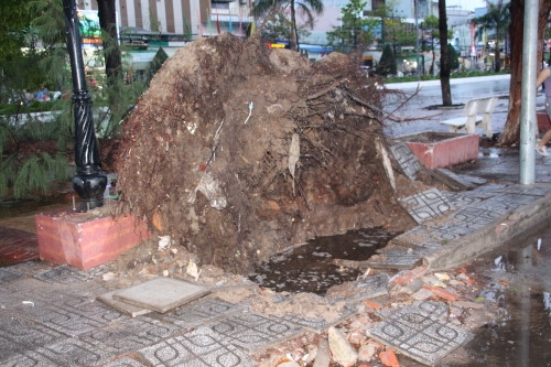 Cây cổ thụ bỗng bật gốc ngã ngang đường, nhiều người hú vía - Ảnh 2 Cây cổ thụ bỗng bật gốc ngã ngang đường, nhiều người hú vía - Ảnh 2