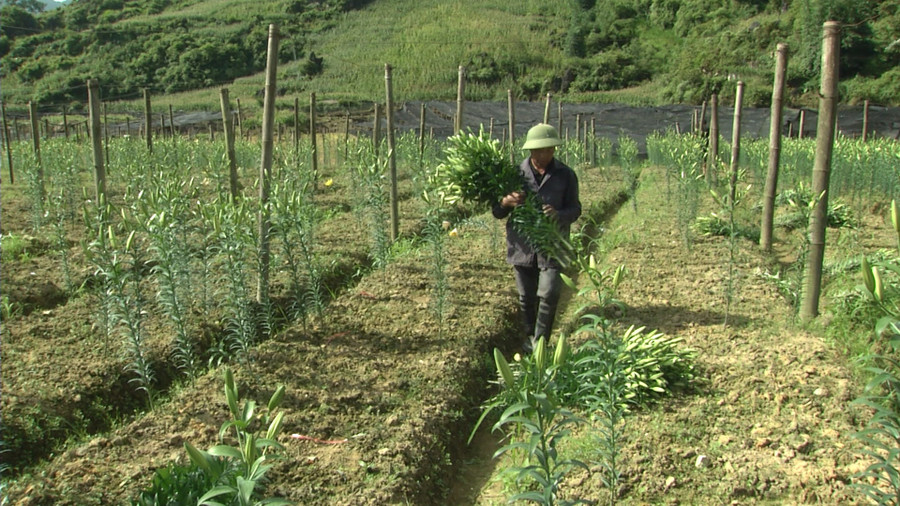 Trồng hoa ly mang lại kinh tế cho người dân Sa Pa Trồng hoa ly mang lại kinh tế cho người dân Sa Pa