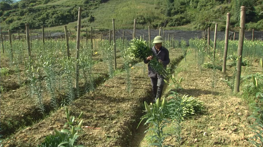 Trồng hoa ly mang lại kinh tế cho người dân Sa Pa