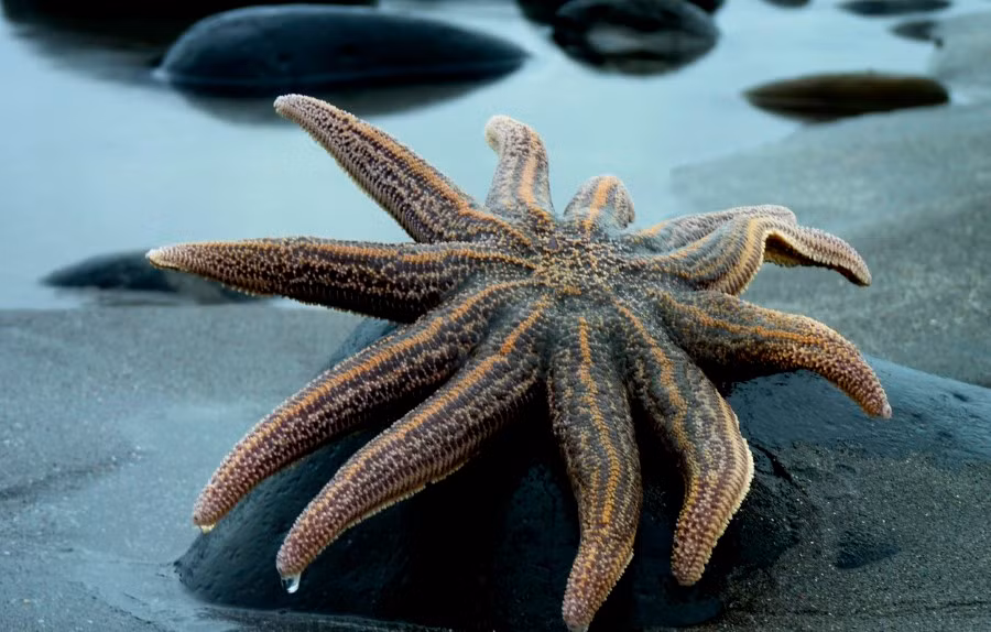 Những sinh vật kỳ lạ tỏa sáng dưới biển ảnh 5