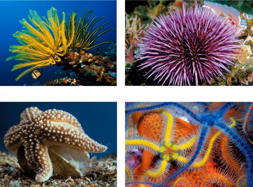 Những sinh vật kỳ lạ tỏa sáng dưới biển