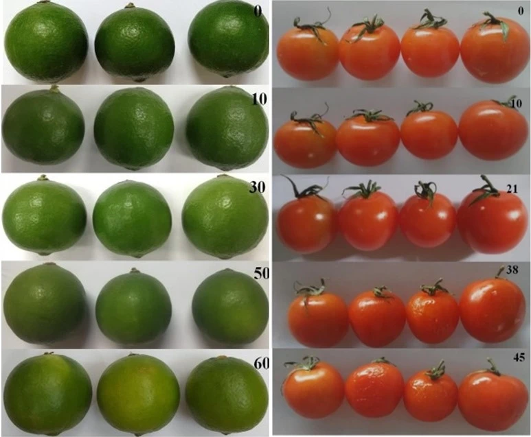 Chanh không hạt và cà chua trước và sau bảo quản bằng màng polymer tái sinh.