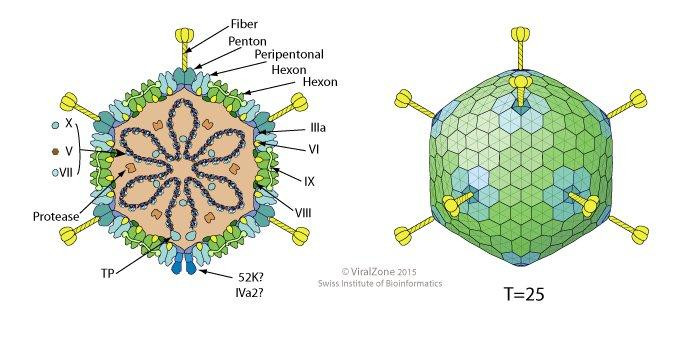 Cấu trúc Adenovirus. Ảnh: BV Sản Nhi Nghệ An.