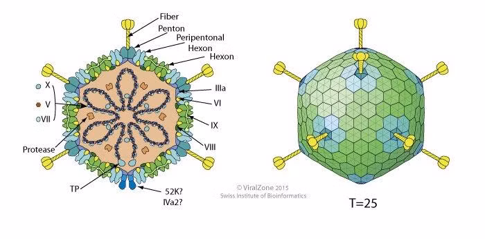 Cấu trúc Adenovirus. Ảnh: BV Sản Nhi Nghệ An. Cấu trúc Adenovirus. Ảnh: BV Sản Nhi Nghệ An.