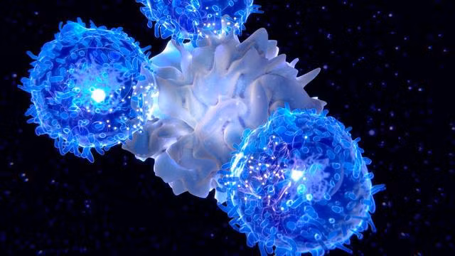 Tế bào T được kích hoạt bởi tế bào đuôi gai để tạo ra phản ứng miễn dịch. Ảnh: CNN.