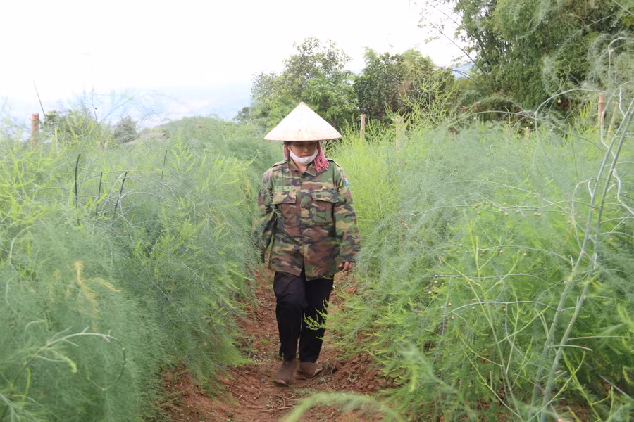 Mô hình trồng măng tây được người dân trồng mang lại thu nhập cao.