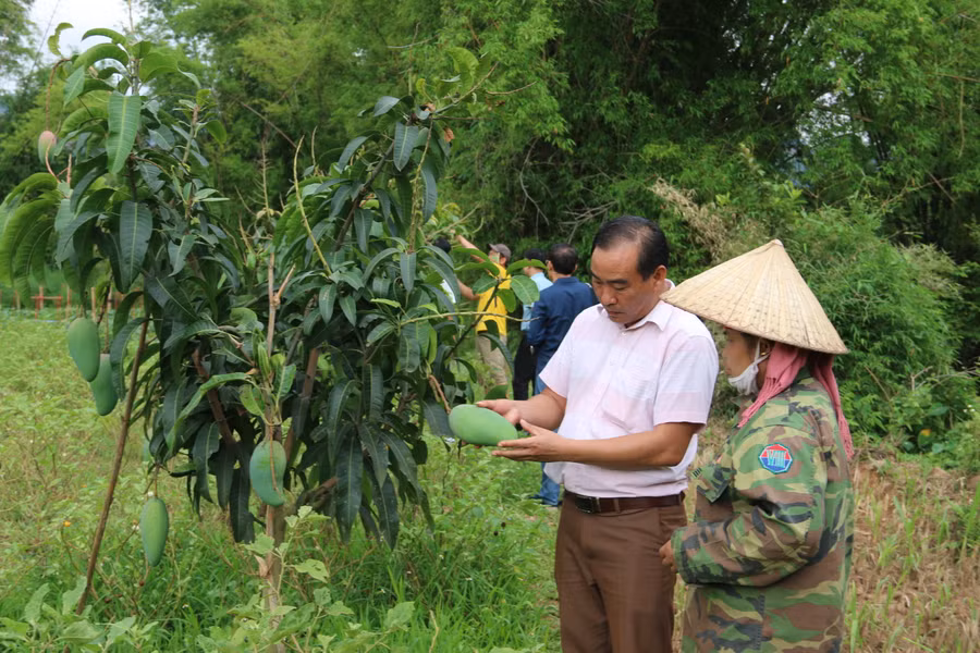 Cán bộ chuyên môn của huyện Yên Châu thăm mô hình vườn cây ăn quả của bà con.