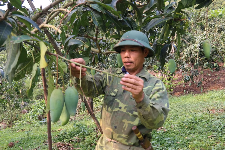 Nhờ sự giúp đỡ của phòng LĐTB&XH huyện, người dân đã thoát nghèo từ cây ăn quả. Nhờ sự giúp đỡ của phòng LĐTB&XH huyện, người dân đã thoát nghèo từ cây ăn quả.