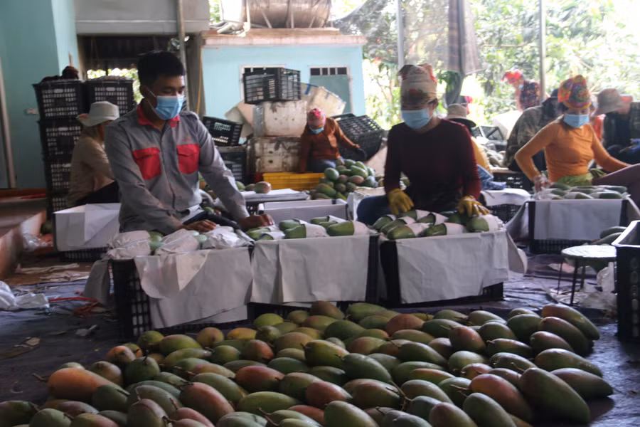 Phòng LĐ TB&amp;XH huyện Yên Châu hỗ trợ việc làm, giúp đỡ bà con các dân tộc phát triển sản xuất, chăn nuôi.