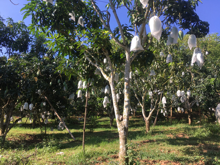 Vườn cây ăn quả sai trĩu quả tại bản Nà Ngà, xã Chiềng Hặc.