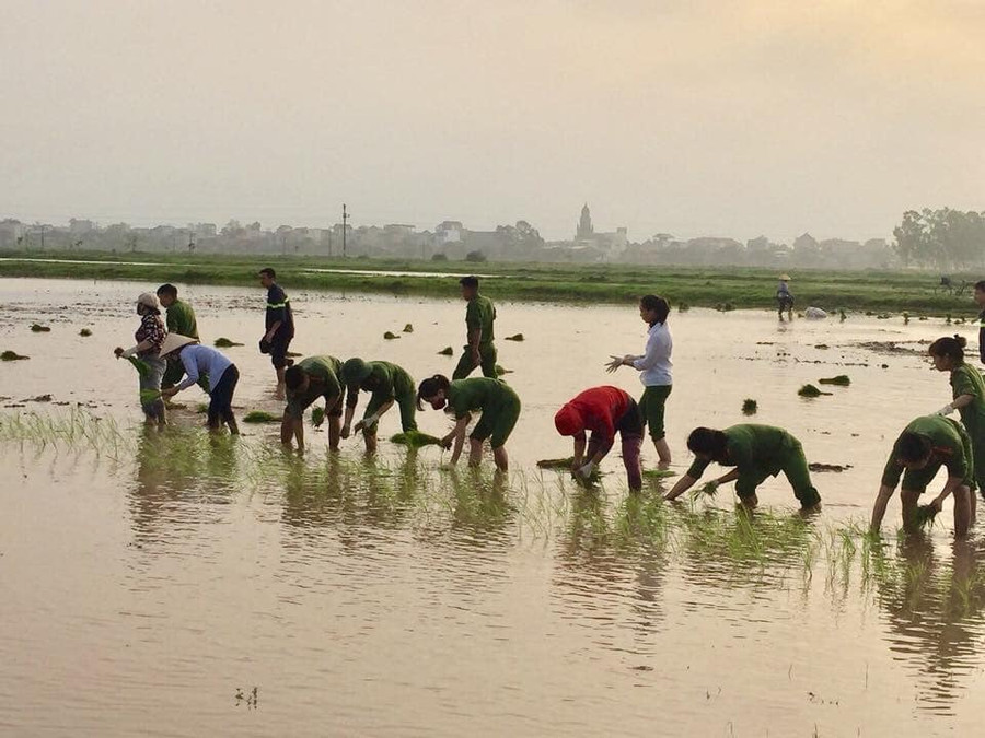 Giúp bà con cấy lúa vụ xuân Giúp bà con cấy lúa vụ xuân