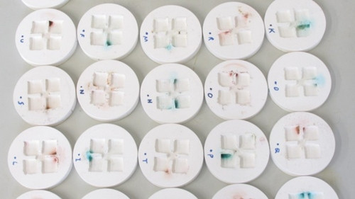 Kiến vườn đen (black garden ant) có tập tính tập trung phân tại góc tổ trong khi các chất thải khác được mang ra ngoài. Ảnh minh họa: Steven Siewert toilet-1873-1424861272.jpg