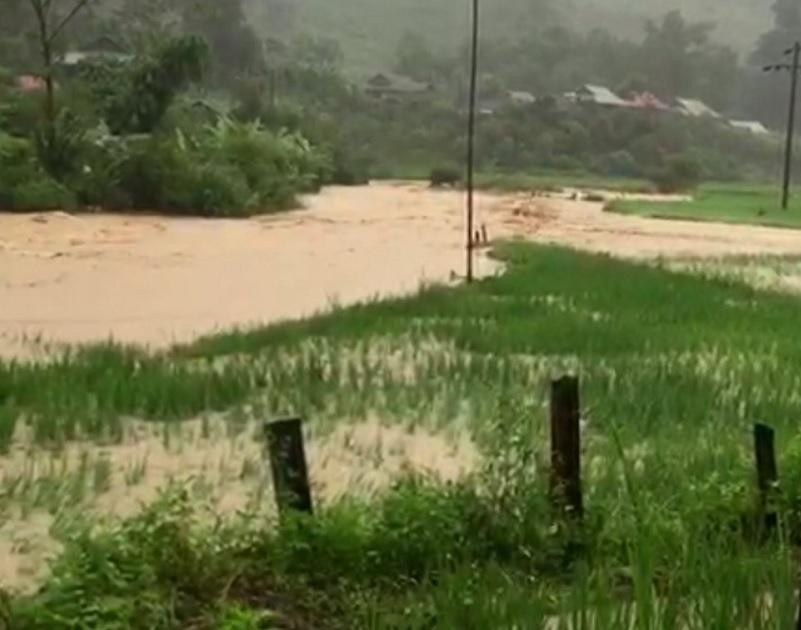 Hơn 27ha lúa, ngô ở các xã thuộc huyện Yên Châu bị ảnh hưởng do mưa lũ.
