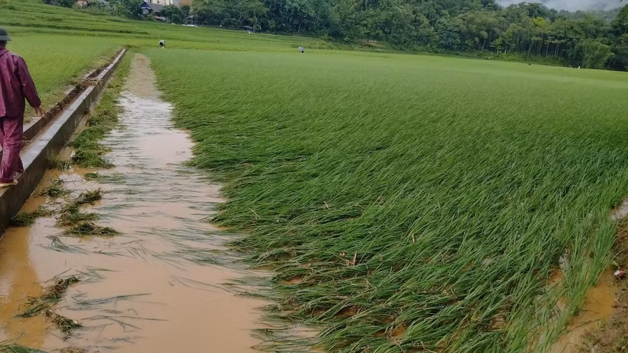 Mưa lớn gây ngập úng và hư hại gần 35 ha lúa tại các xã Mường Chiềng, Tân Minh, Đồng Chum, Giáp Đắt thuộc huyện Đà Bắc.