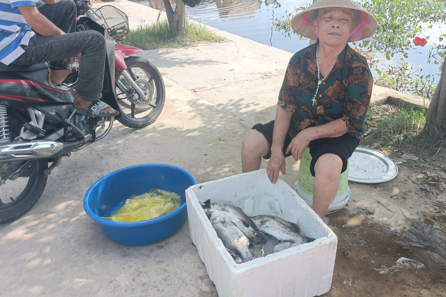 Cá chết hàng loạt khiến người nuôi xót xa.