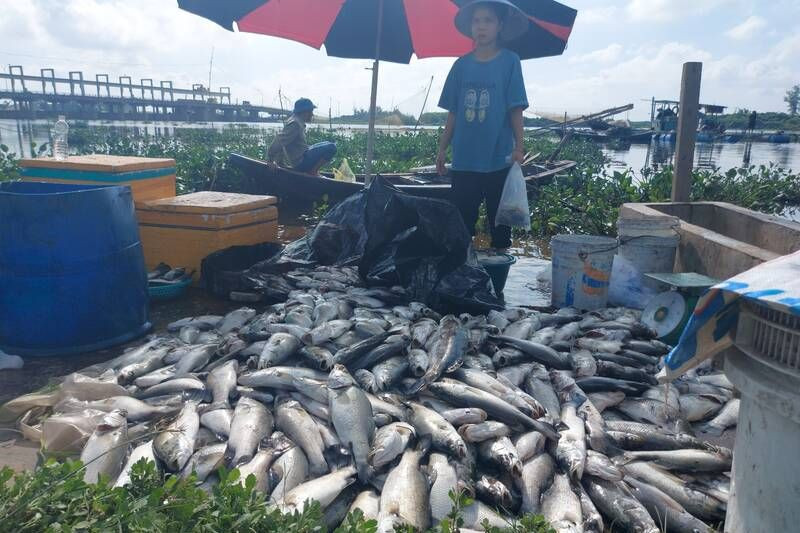 Hàng chục hộ dân nuôi cá lồng bè ở Hà Tĩnh đang trong thời kỳ thu hoạch bàng hoàng khi phát hiện cá chết hàng loạt.