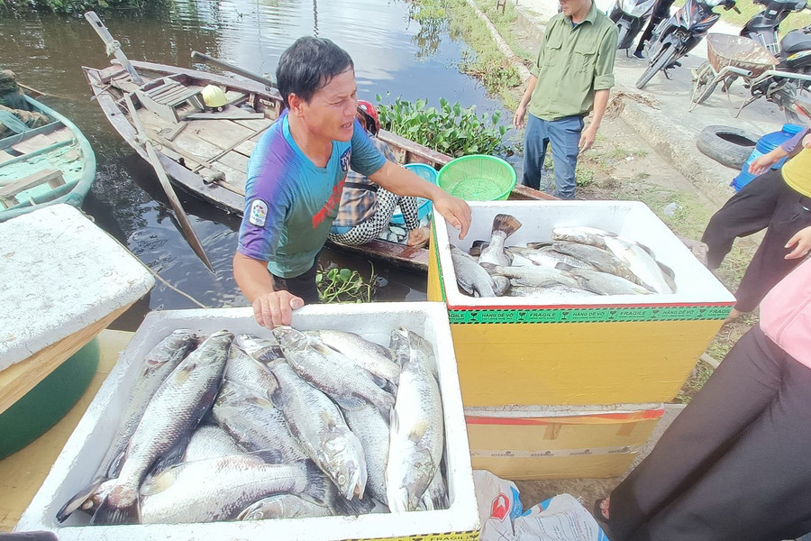 Cá chết sạch trong lồng bè khiến người nuôi ở thôn Song Hải, xã Thạch Sơn thiệt hại lớn.
