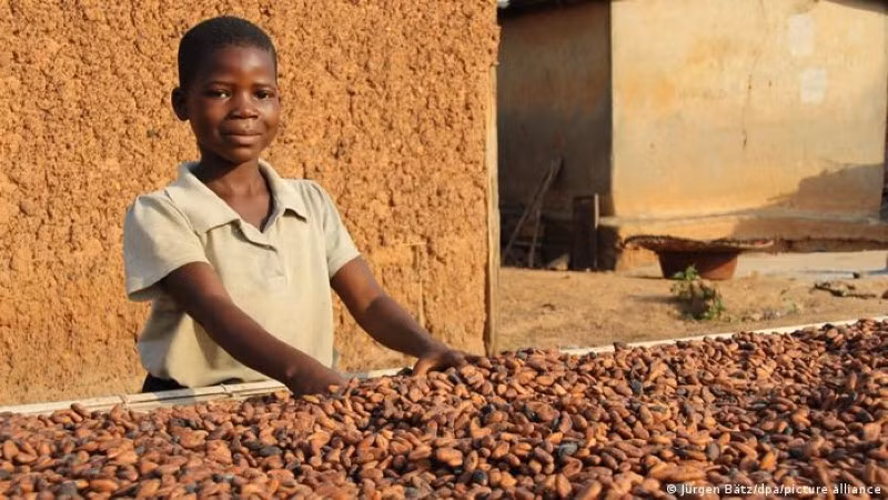 Trẻ em châu Phi làm việc trong các đồn điền ca cao.