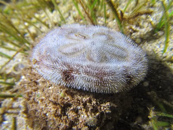 Thú vị “đồng đô la” trên cát ảnh 1