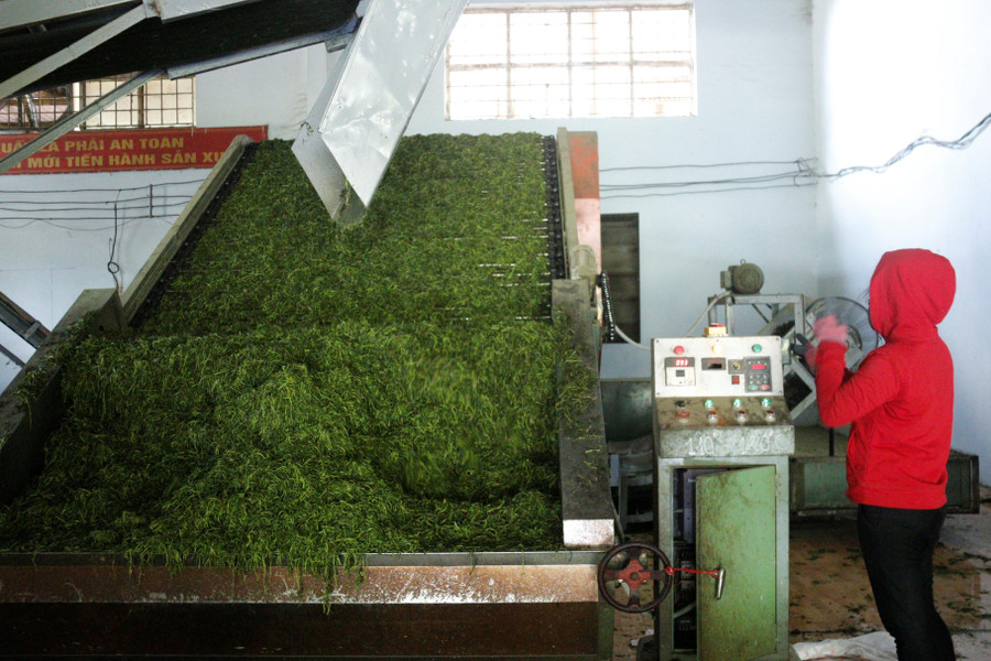 Các cơ sở thu mua chế biến chè tại địa phương luôn đảm bảo bao tiêu sản phẩm cho người trồng chè.