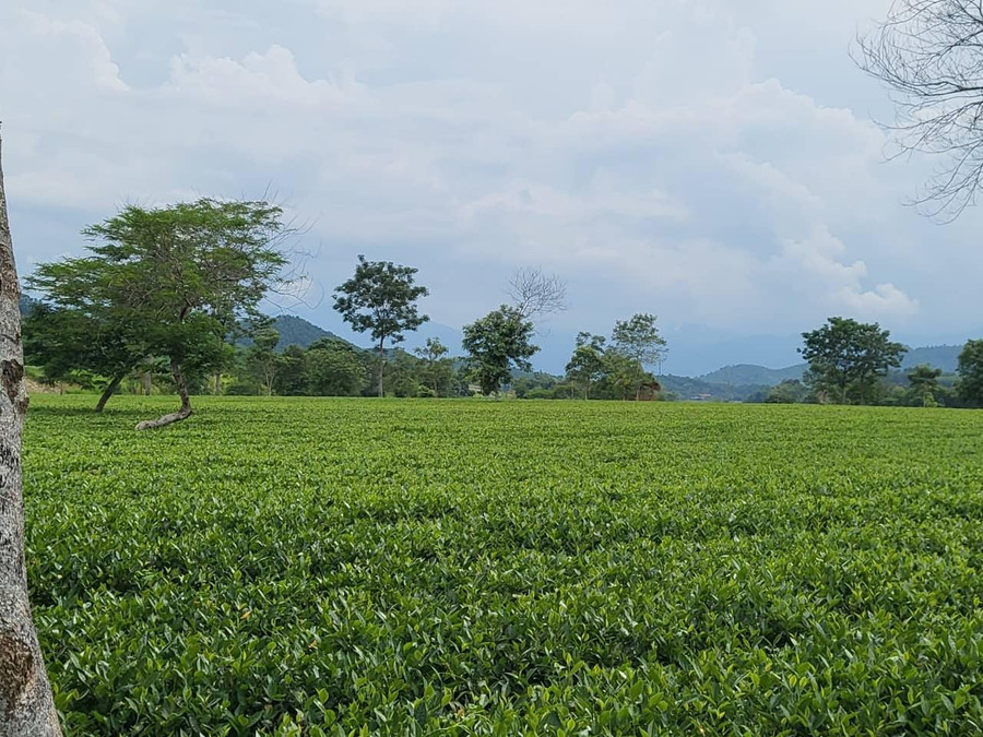 Hàng trăm ha đất nông nghiệp không hiệu quả của người dân vùng biên đã trở thành những đồi chè xanh mướt.