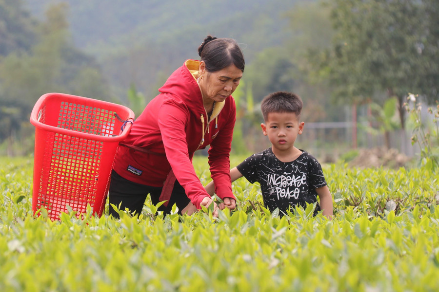 Việc trồng chè đã đem lại thu nhập khá cho người dân ở vùng biên.