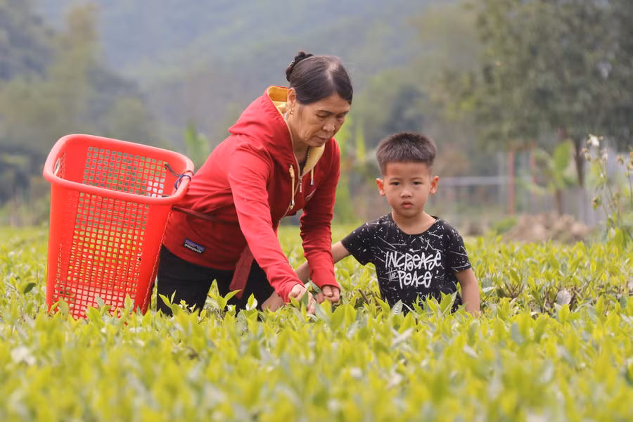 Việc trồng chè đã đem lại thu nhập khá cho người dân ở vùng biên.