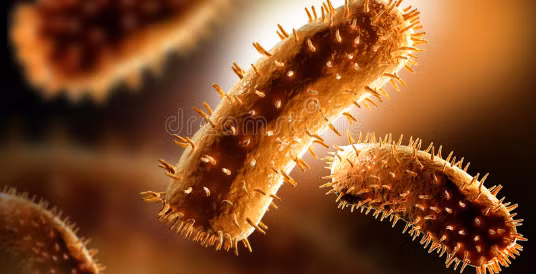 Thời tiết nóng ẩm khiến virus dại phát triển mạnh hơn. (Ảnh minh họa)