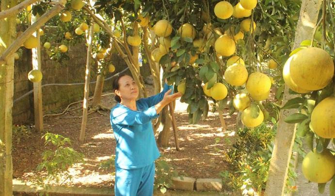 Không chỉ tập trung xây dựng cơ sở hạ tầng, huyện Tân Lạc còn tuyên truyền bà con trồng bưởi đỏ tăng cao nguồn thu nhập.