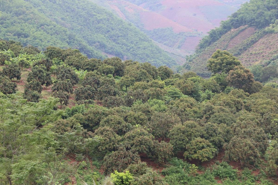 Huyện Sông Mã được mệnh danh là thủ phủ nhãn của tỉnh Sơn La. Người dân có cuộc sống sung túc nhờ trồng nhãn trên đất dốc. Huyện Sông Mã được mệnh danh là thủ phủ nhãn của tỉnh Sơn La. Người dân có cuộc sống sung túc nhờ trồng nhãn trên đất dốc.