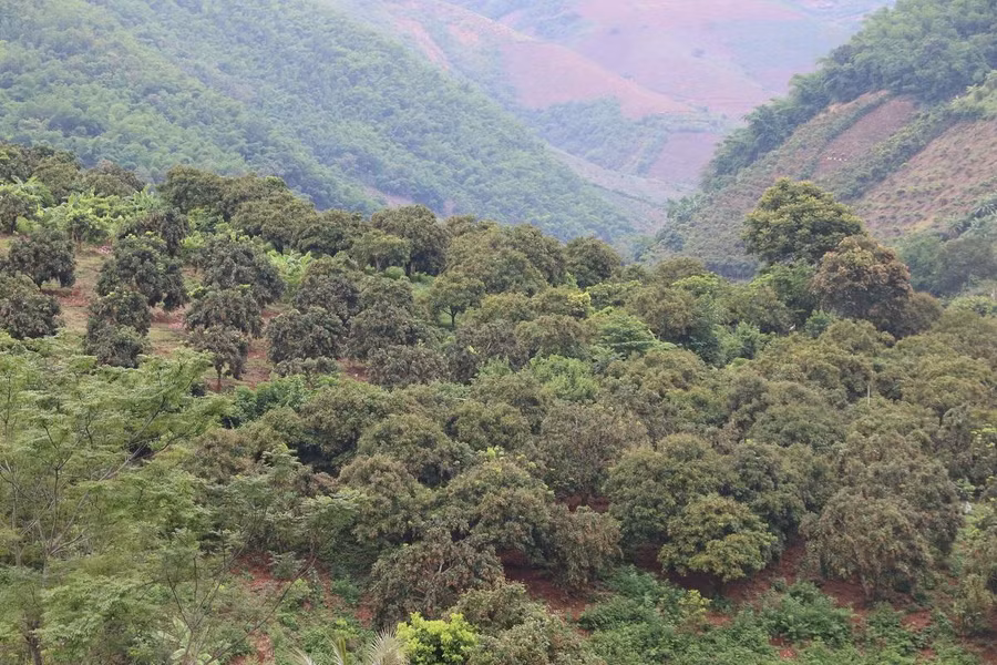 Huyện Sông Mã được mệnh danh là thủ phủ nhãn của tỉnh Sơn La. Người dân có cuộc sống sung túc nhờ trồng nhãn trên đất dốc.