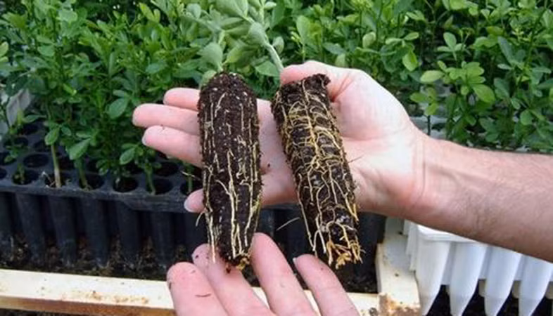 Nấm nội rễ cộng sinh giúp cây trồng sinh trưởng tốt, giảm thiểu phụ thuộc vào phân bón.