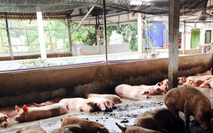 phát hiện 4 trại nuôi heo dùng chất tạo nạc hình 0 phat hien 4 trai nuoi heo dung chat tao nac hinh 0