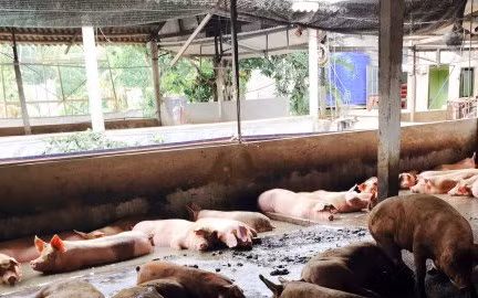 Phát hiện 4 trại nuôi heo dùng chất tạo nạc