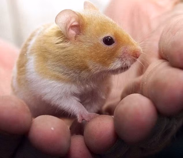 Hàn Quốc: Giáo viên cắn chết chuột hamster trước mặt học sinh ảnh 1