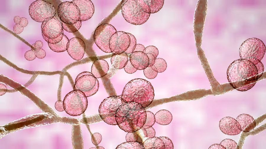 Do biến đổi khí hậu và tác động của hành vi của con người, nấm đang trở nên nguy hiểm.