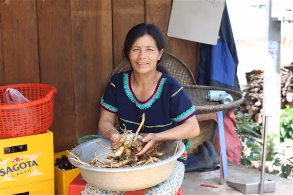 Không chỉ đau đáu với những tấm vải thổ cẩm, chị Hlạng là một tấm gương tiên phong trồng sâm ở xã Măng Ri.