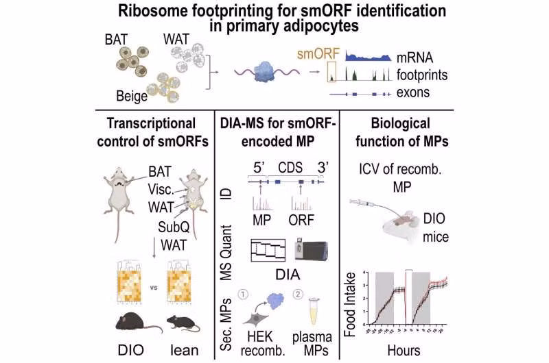 Quá trình trao đổi chất của tế bào.